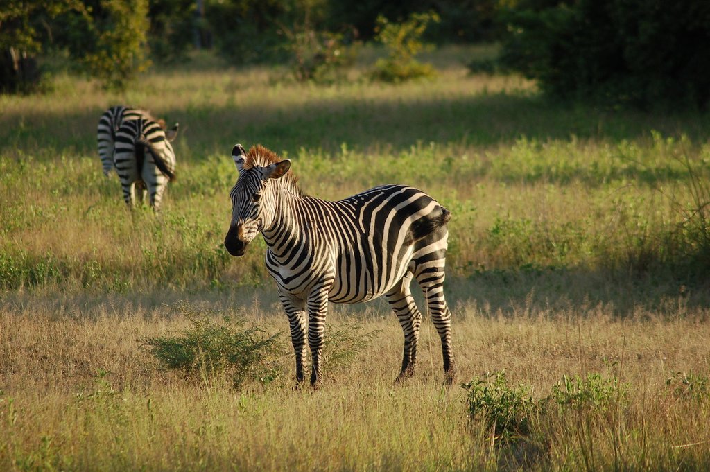 Zebra in South Luangwa National Park