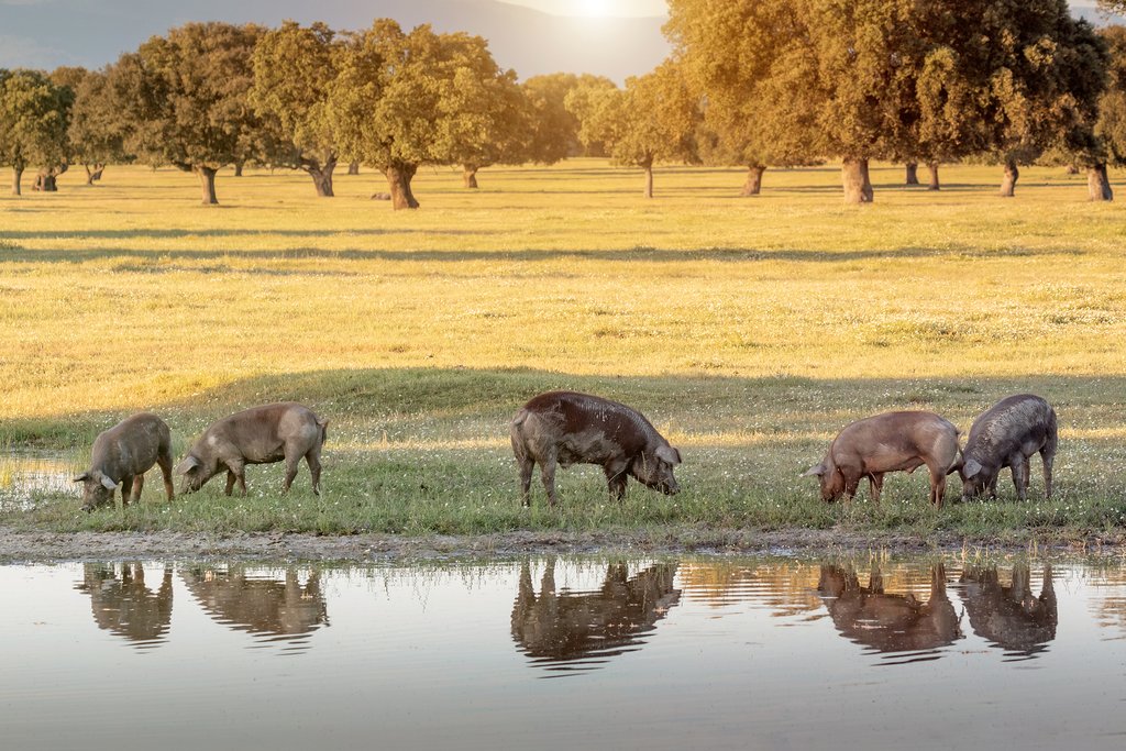 Come see where prized Iberian pigs roam free