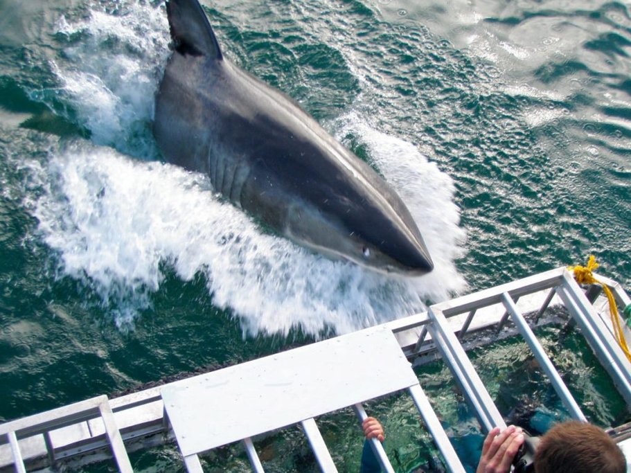 Shark cage diving