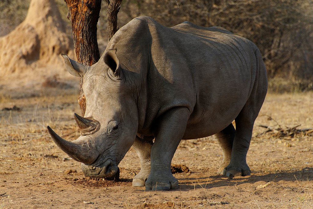 Namibian rhino