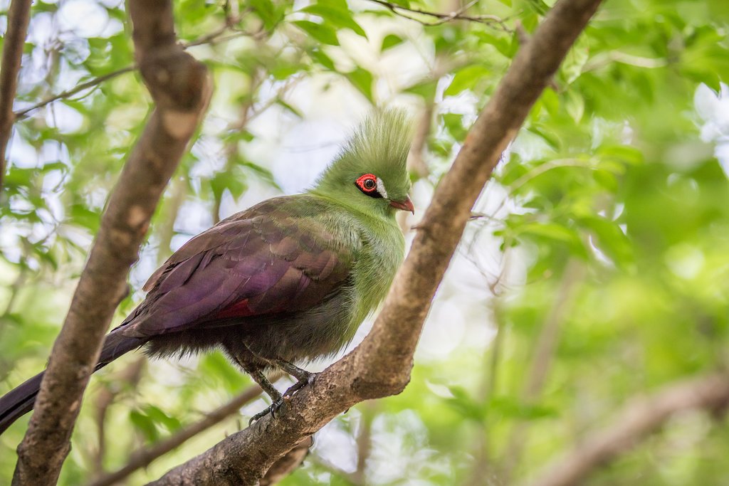 Look for the Knysna's turaco