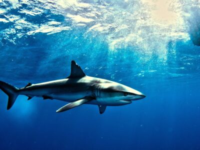 Galapagos Shark