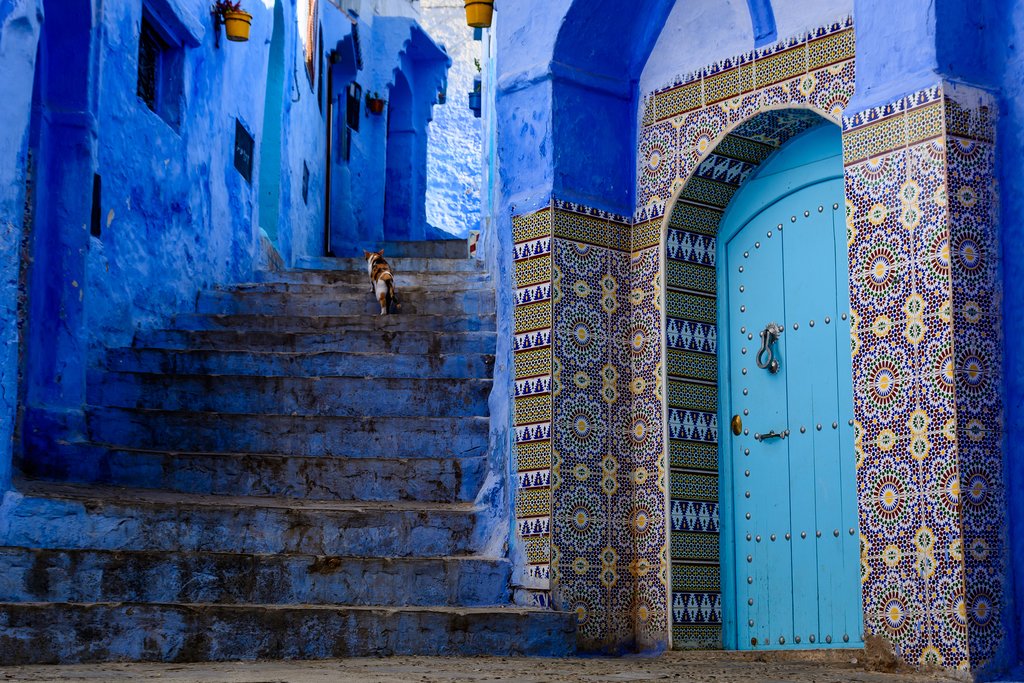 A cat climbs blue stairs in Chefchaouen