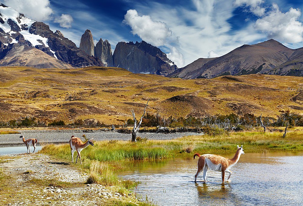 Guanacos in Torres del Paine National Park
