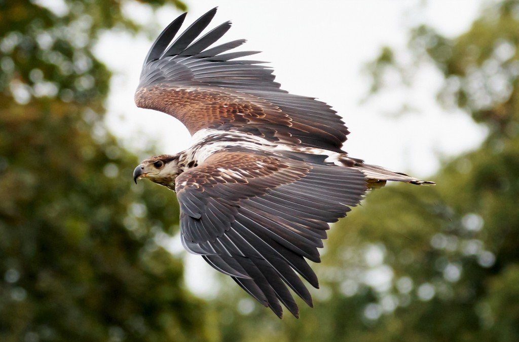Hawk Eagle at Kalametiya