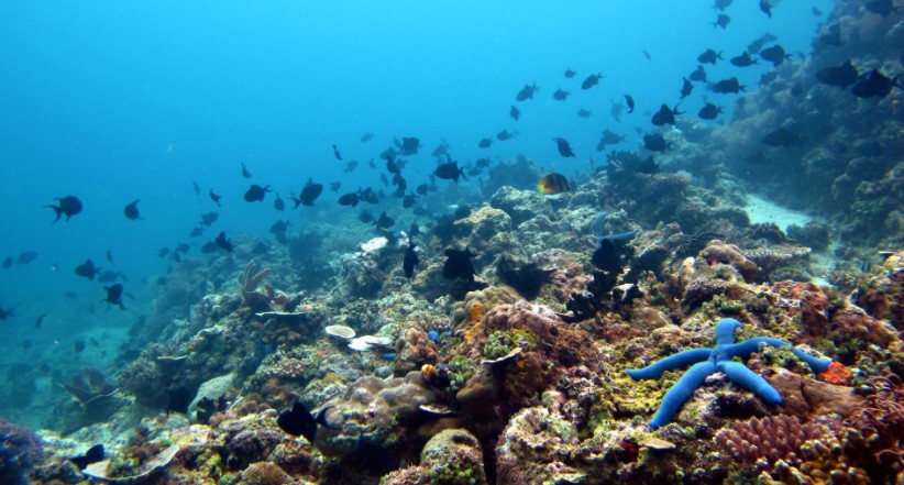 Underwater scenery at Anilao