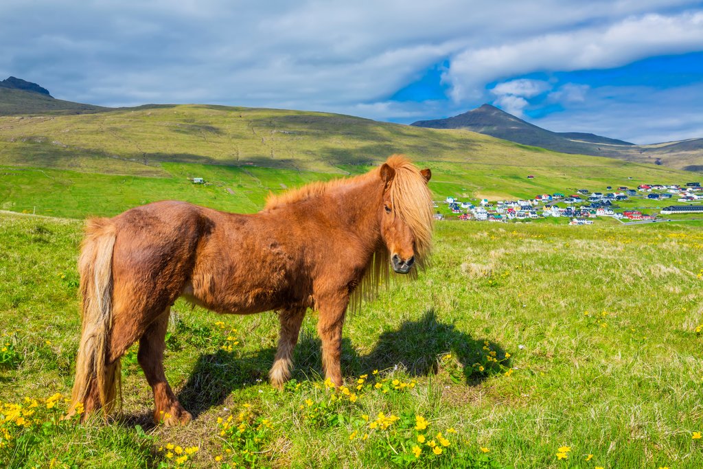 Icelandic horse on the hills near Saksun