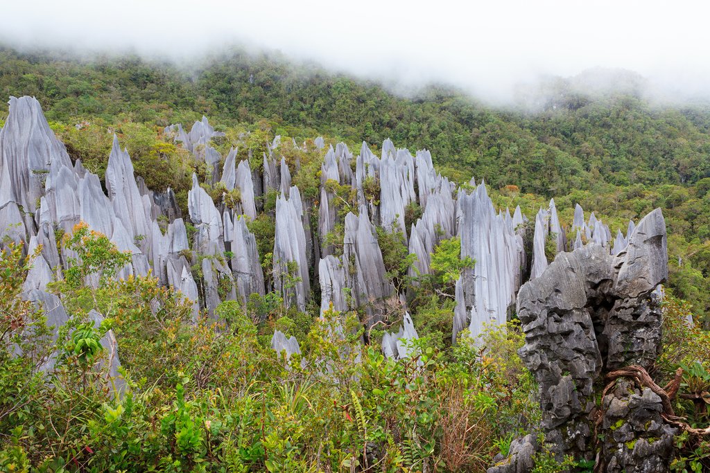 Limestone pinnacles formation at Gunung Mulu national park