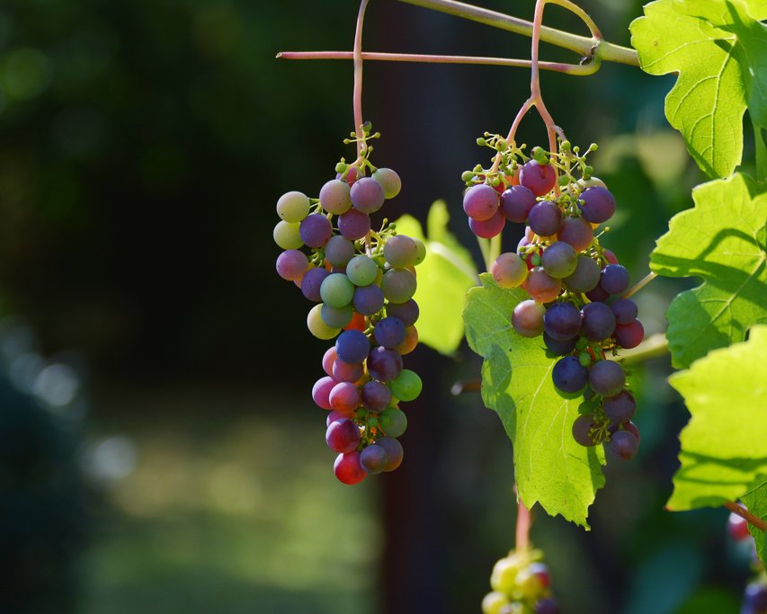 The Urtiel-Requena wine region