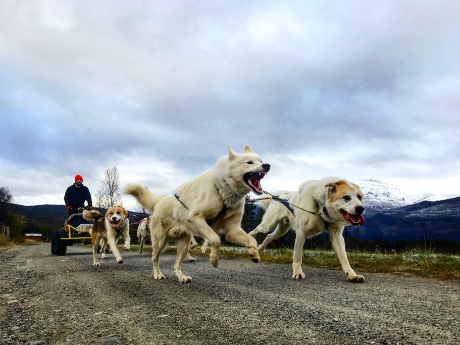 Meet your team of friendly Greenland sled dogs.