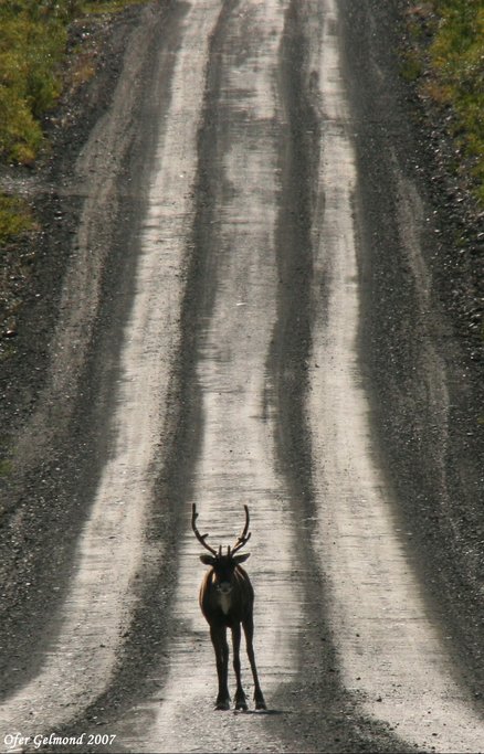 Caribou, Denali Hwy, Alaska