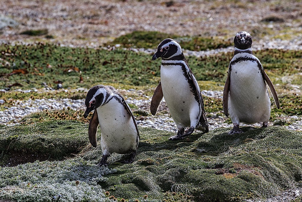 Time to visit some penguins