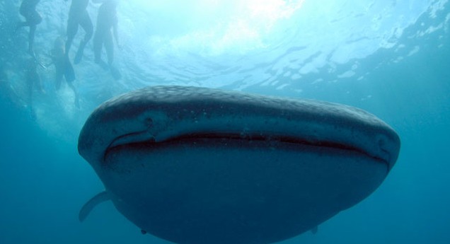 A whale shark up-close