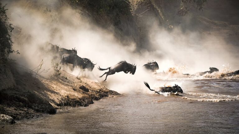 Discover the Great Migration at Maasai Mara - 6 Days