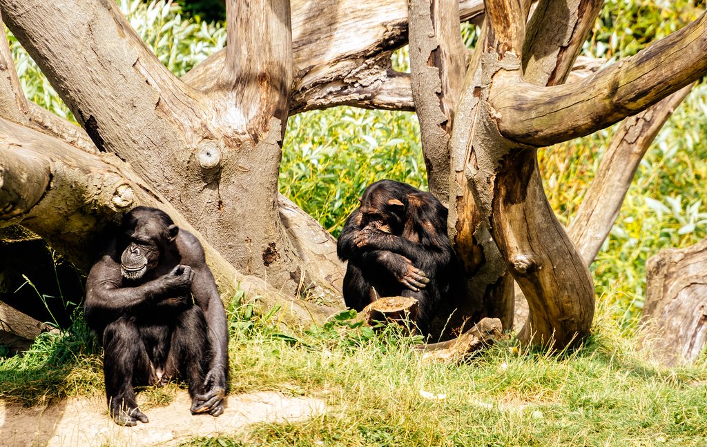 Two large chimpanzees