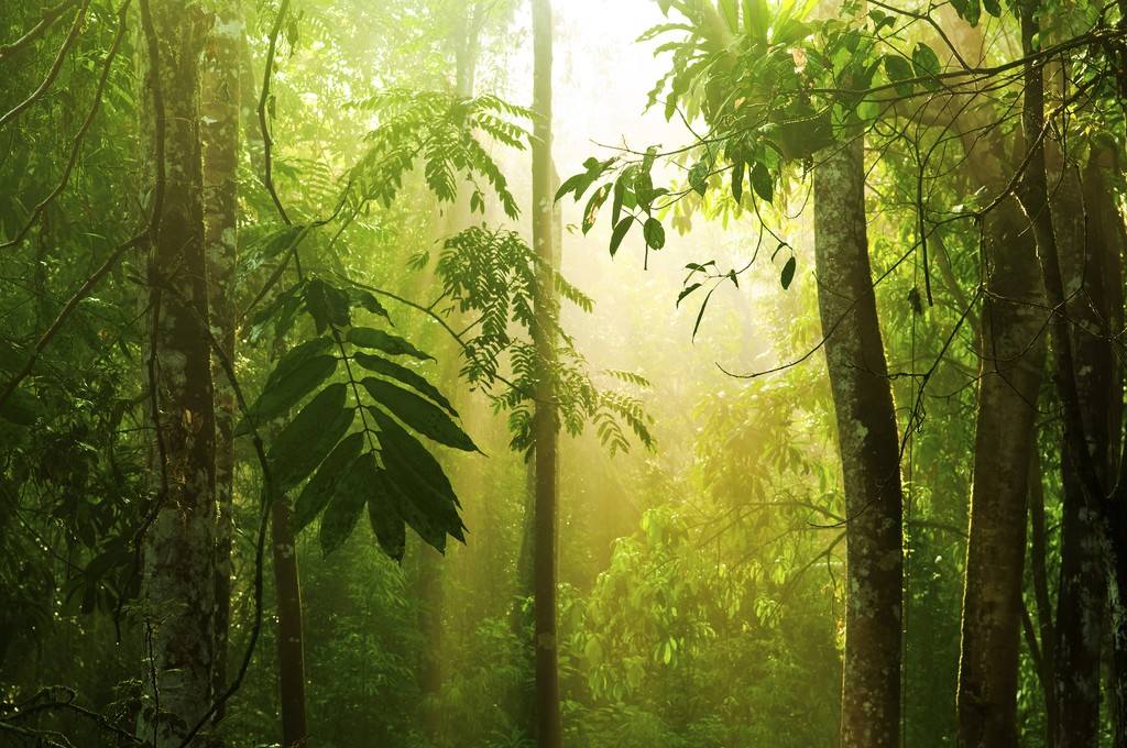 Malaysian Tropical Rainforest