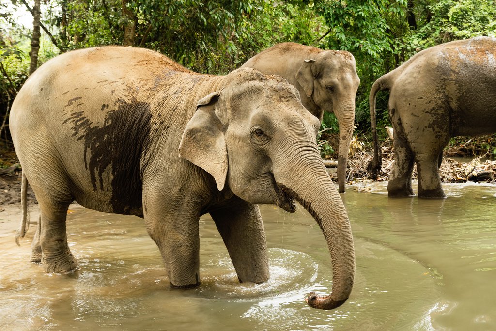 Happy elephants bathing in the river