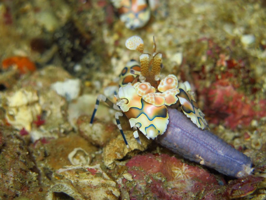 Colorful shrimp