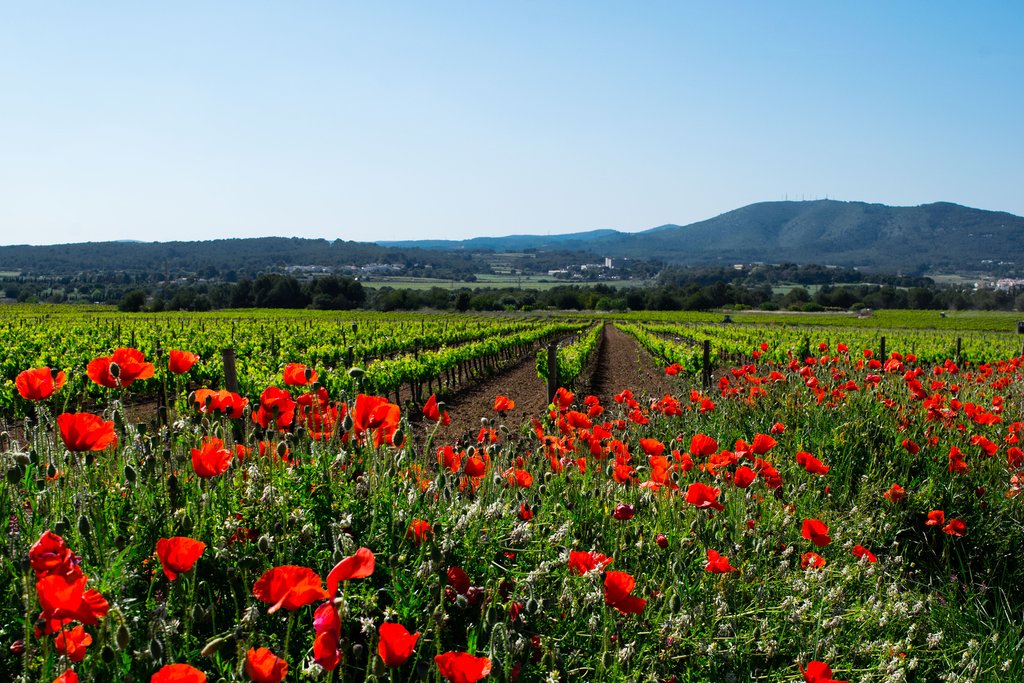 Take a wine tour of the vineyards near Barcelona