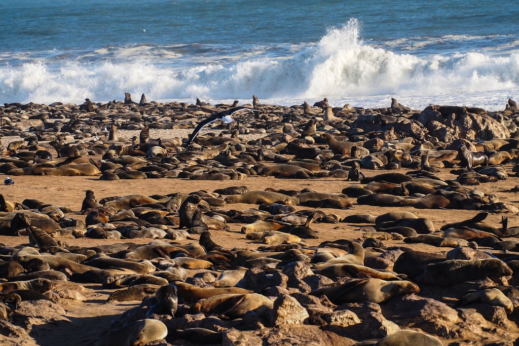 Cape Cross seal colony