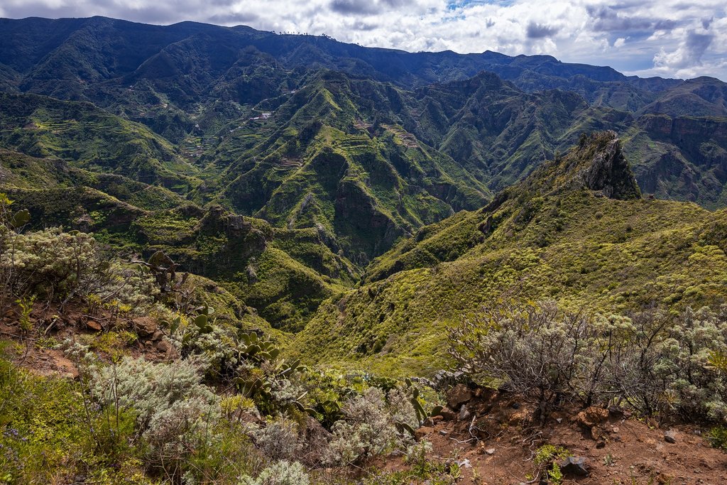 The Lush Forests of Anaga Country Park