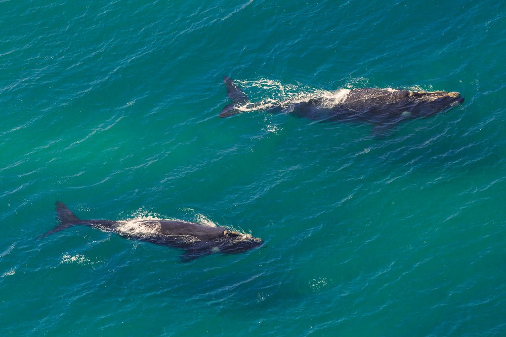 Whales from above