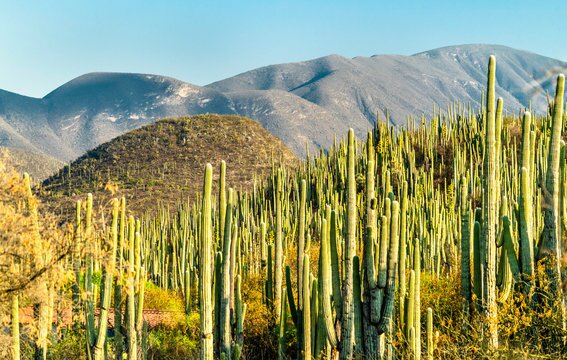 Walk through the cactus forest