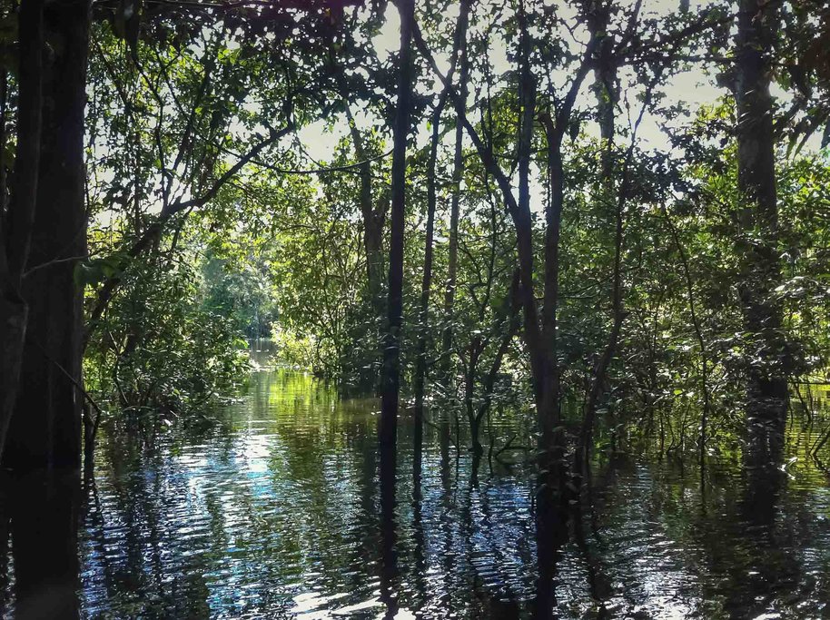 We'll make our way out through jungle waterways