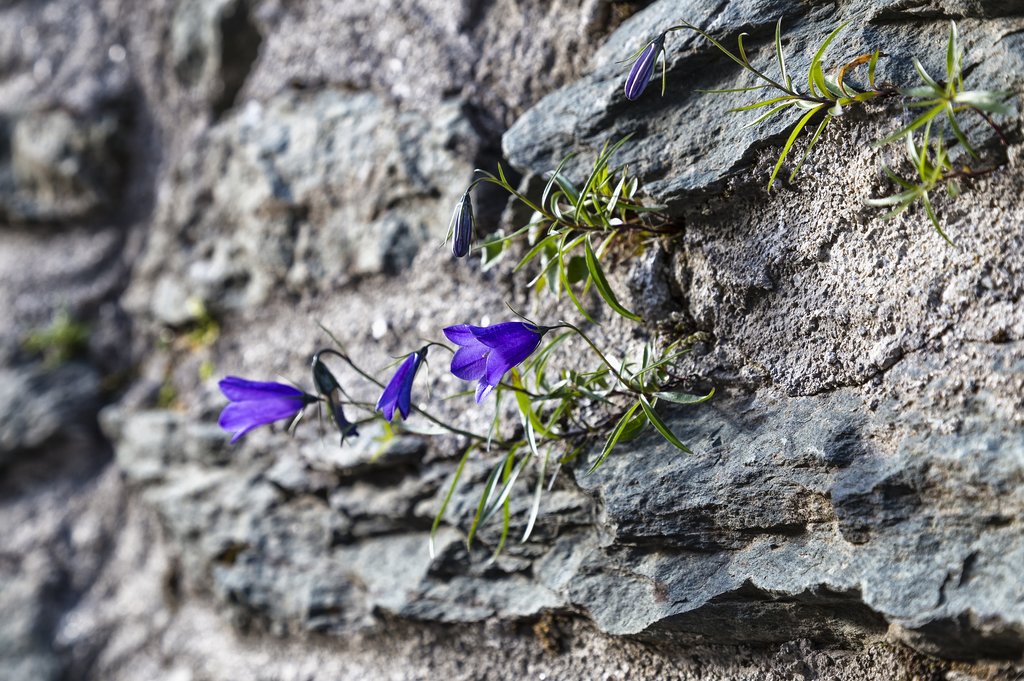 Alpine bluebell