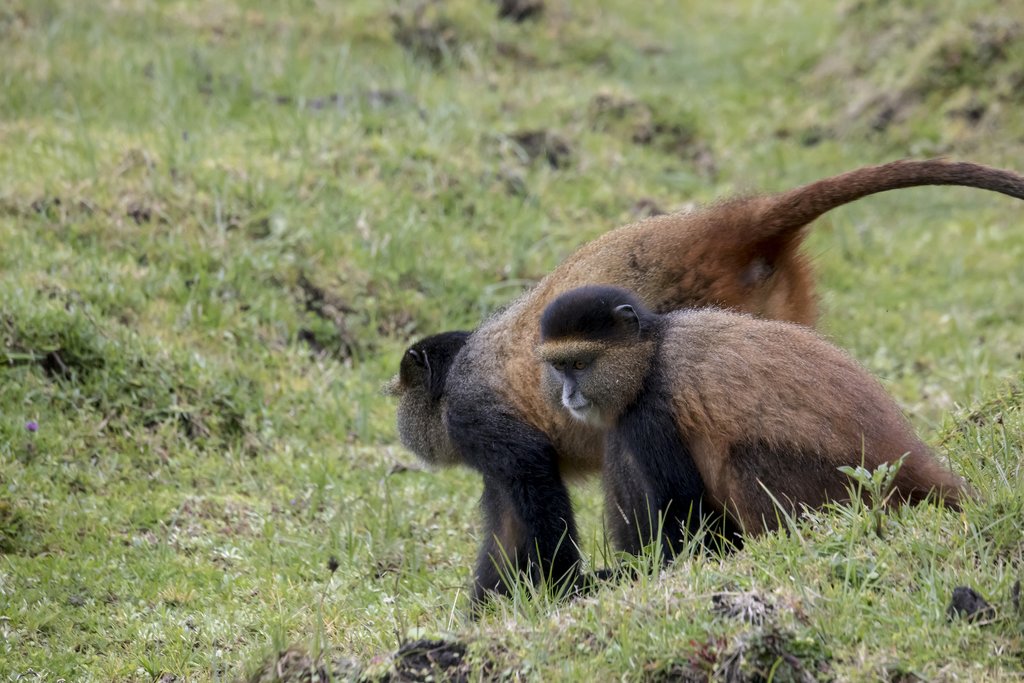 A young Golden Monkey and her mother on the volcanic slopes