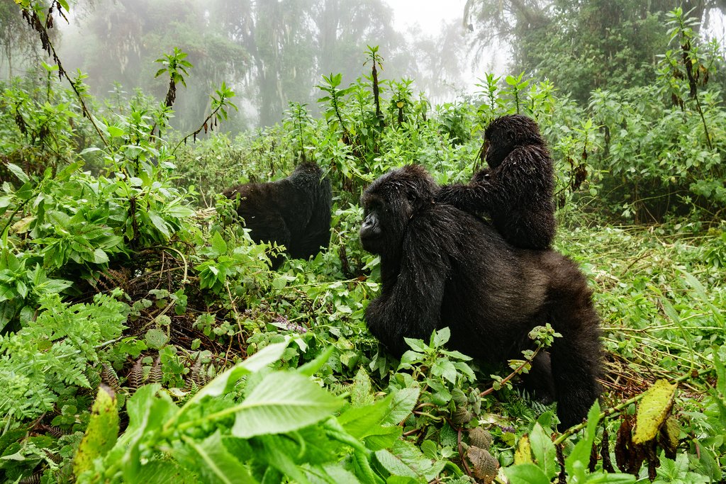 Gorilla family