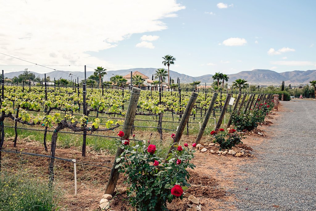 Photo courtesy of Lechuza Winery website