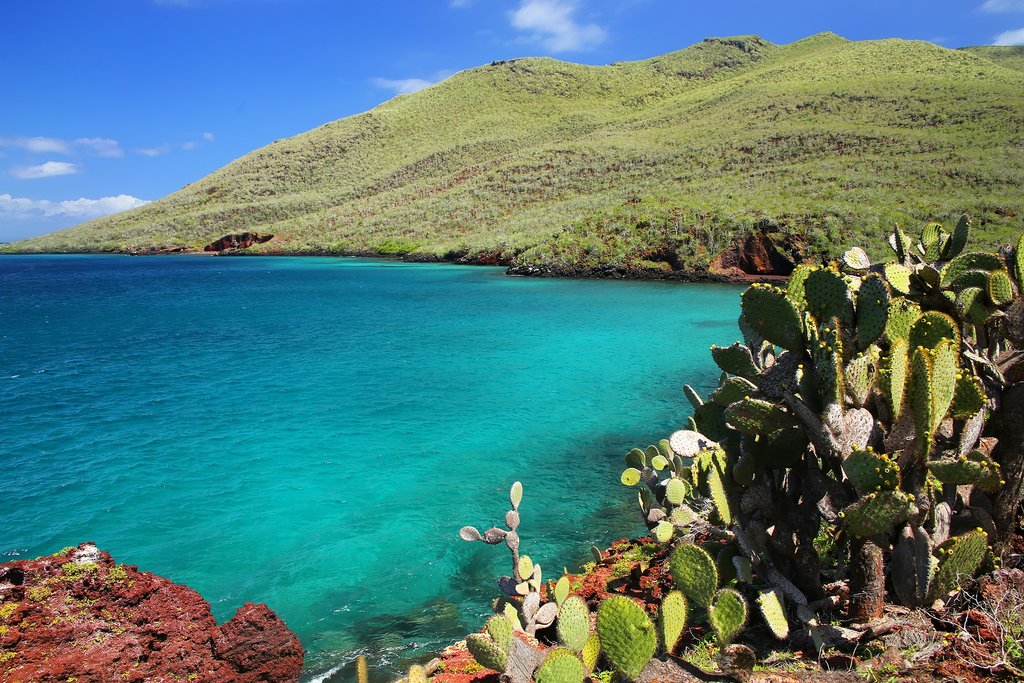 Galapagos prickly pear on Rabida Island in Galapagos National Park