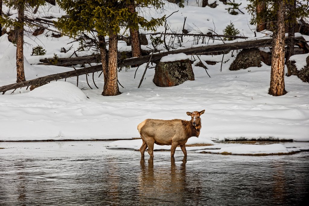 Female elk
