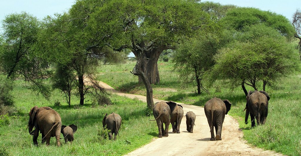 Tarangire National Park Elephants