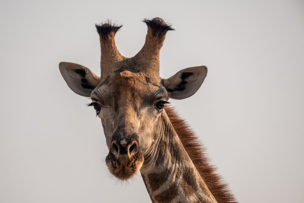 Giraffe Botswana, Moremi Game Reserve