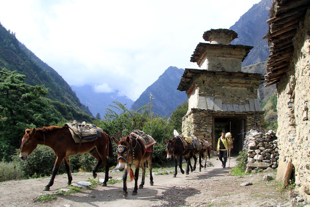 A group of donkeys in Jagat