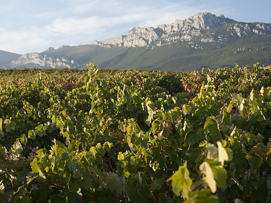 La Rioja wine country