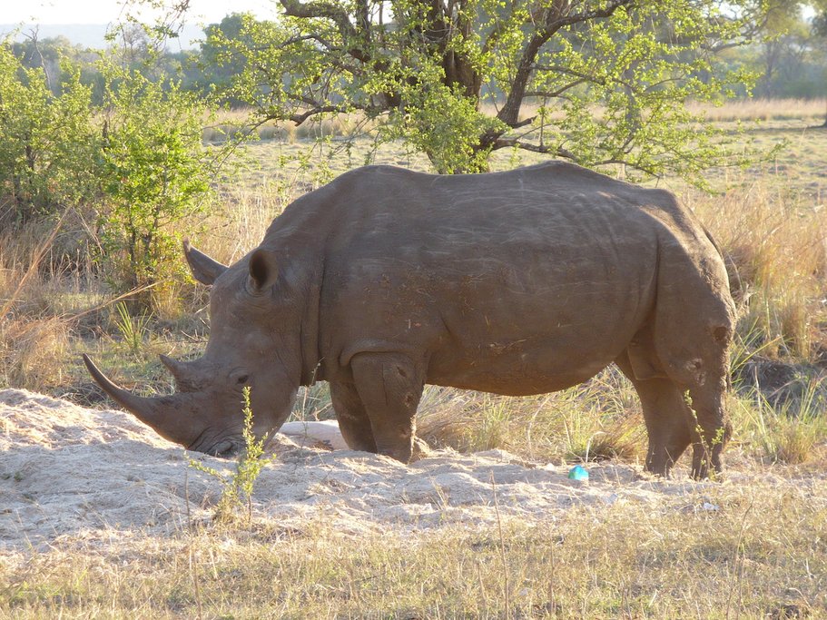 Rhino in Mosi Oa Tunya National Park