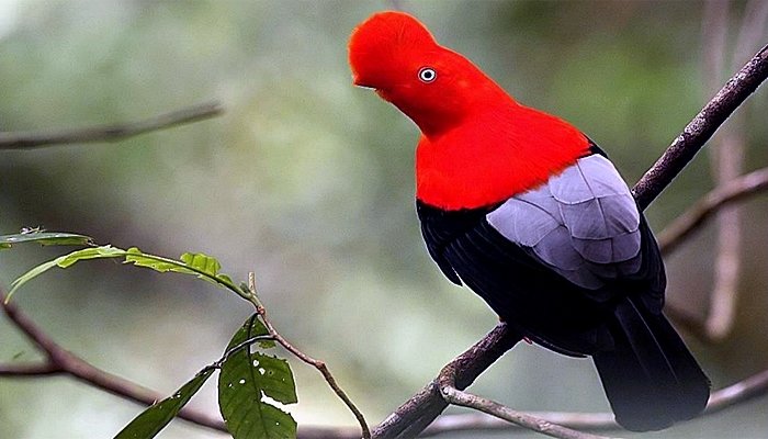 The Hammerhead Gallito de las Rocas is Peru's national bird