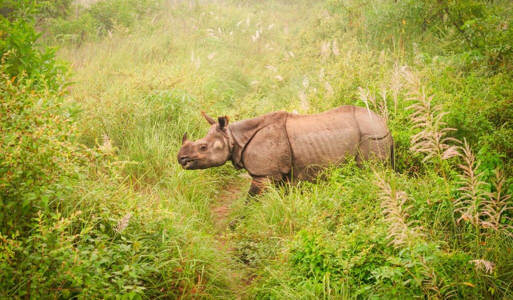 big-12b7c18c11bf097f7df177a3021c3505