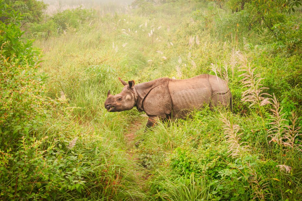 Wild endangered one-horn rhinoceros