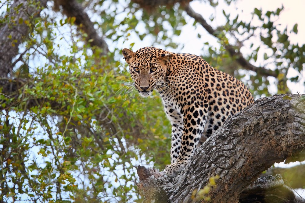 An elusive leopard peers out from the treetops
