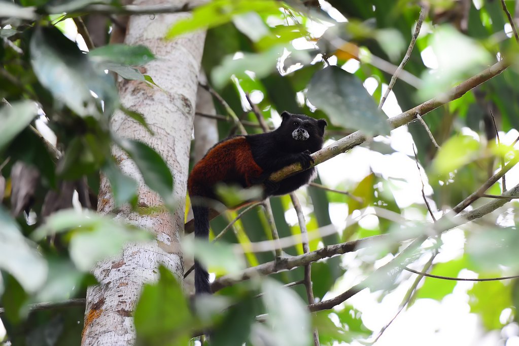 Saddleback tamarin monkey