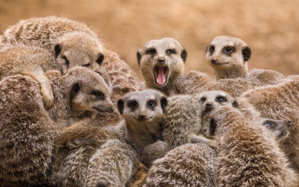 Meerkat morning experience