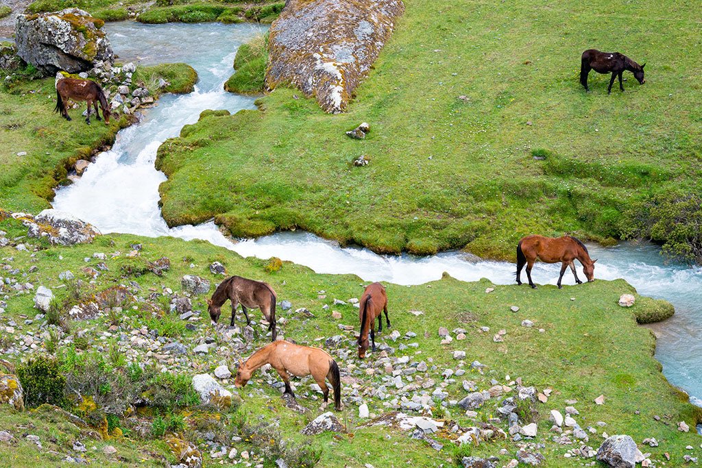 Mules out to pasture