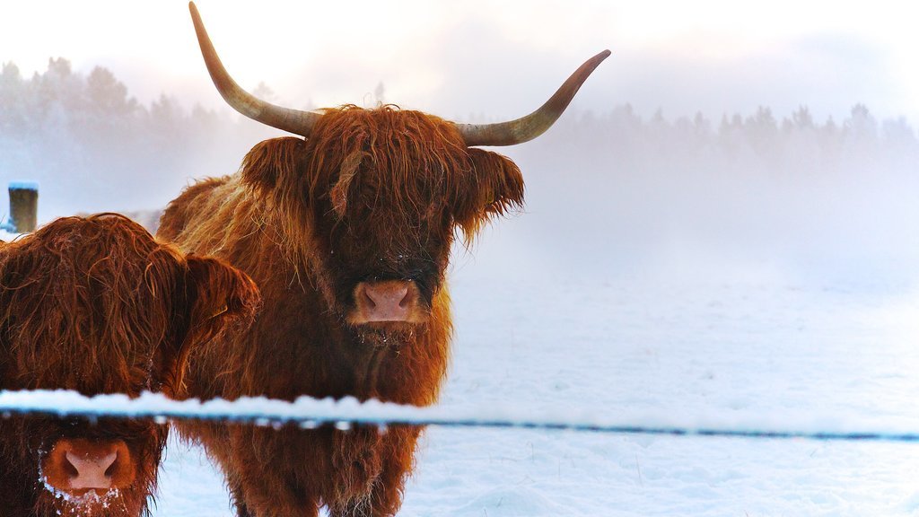 Highland cattle in the snow.
