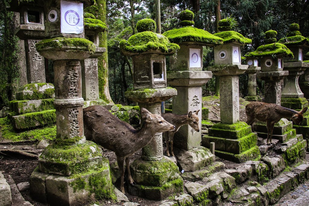 Deer Among Ancient Stone Lanterns at Nara