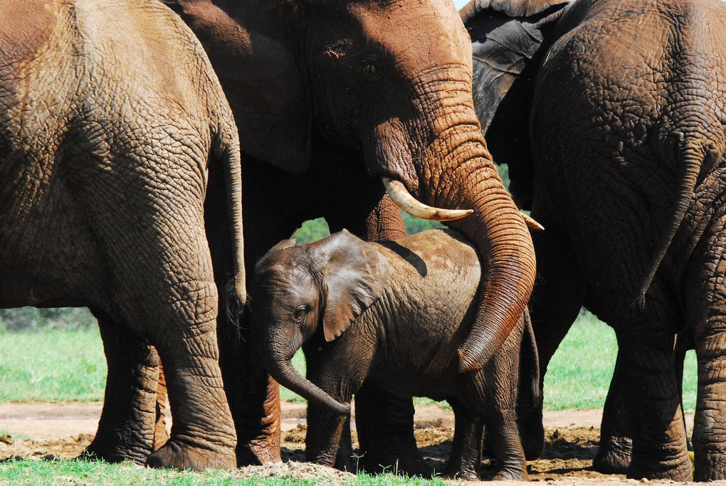 Elephant cuddle
