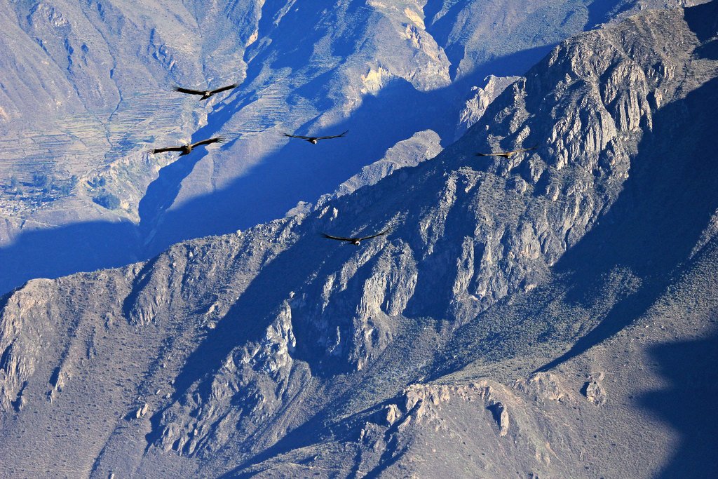 Condors flying over Colca Canyon